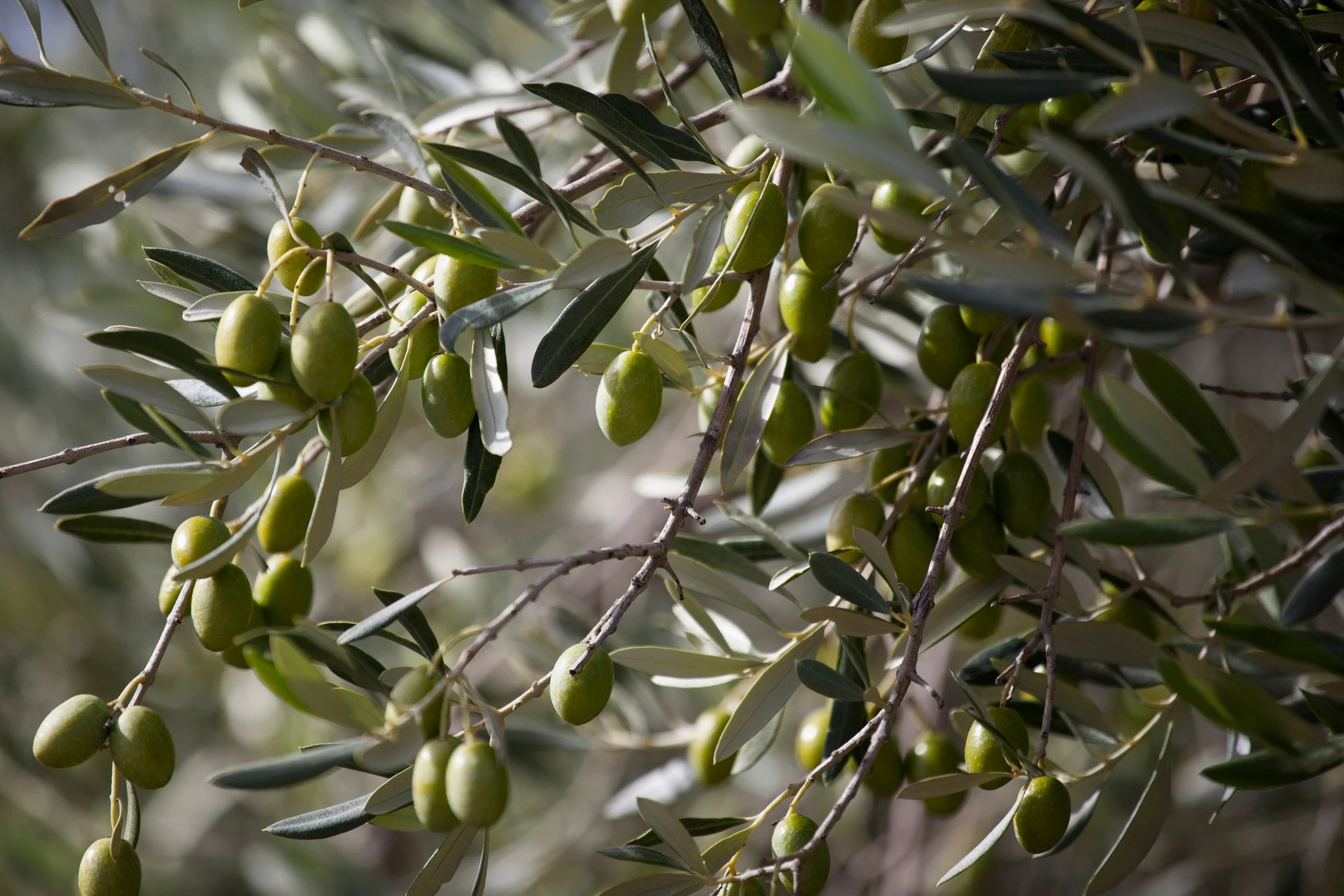 POTATURA ULIVI, TECNICHE E BENEFICI